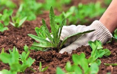 7 культур, которые помогут вам в борьбе с сорняками