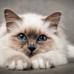 Забавная кошка, которая произнесла «хэллоу» стала звездой Сети (ВИДЕО)