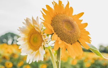 День ангела 6 серпня: кого та як вітати з іменинами