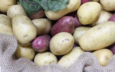 Диетолог рассказал об опасности картофеля для организма