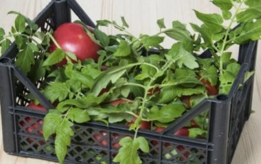 Помідорне бадилля більш ніколи не викидаю: використовую його для родючості ґрунту