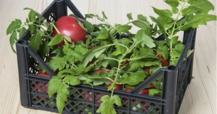 Помідорне бадилля більш ніколи не викидаю: використовую його для родючості ґрунту