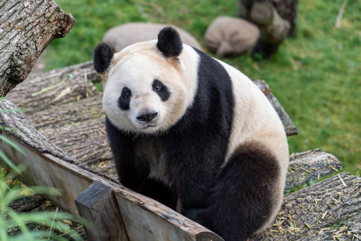 Сети покорила панда, влюбленная в свою смотрительницу (ВИДЕО)