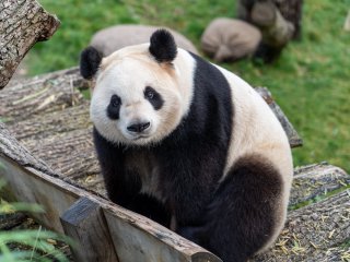 Мережі підкорила панда, закохана у свою доглядачку (ВІДЕО)