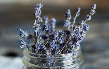 Ідеально підходять для спальні: шість рослин, які очищують повітря і покращують сон