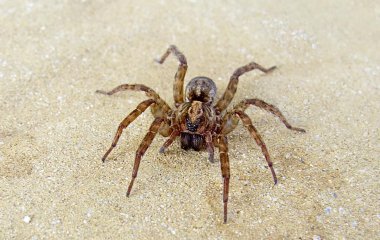 Огромный паук разбудил австралийца звонком в дверь (ВИДЕО)