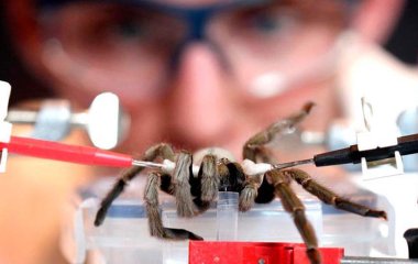 Вчені розробили ліки від інфаркту зі смертельної отрути павуків
