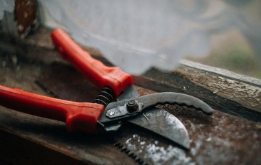 Встигніть до кінця листопада: одна дія і 15 хвилин, щоб урожай був у 5 разів більший