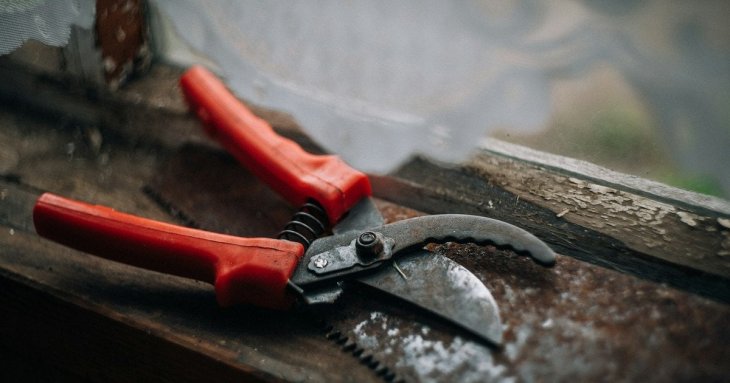 Встигніть до кінця листопада: одна дія і 15 хвилин, щоб урожай був у 5 разів більший