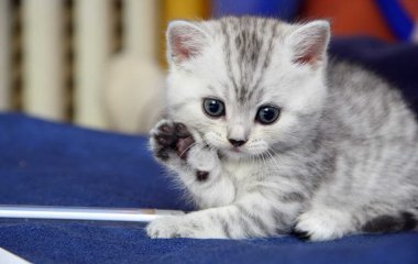 Райское наслаждение: спящие котята рассмешили реакцией на молоко (ФОТО)