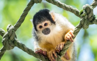 Разъяренная обезьянка стала звездой Сети (ВИДЕО)