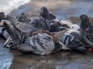 Чому птахи буквально