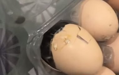 Вместо ожидаемой яичницы мужчина получил вылупившегося цыплёнка (ВИДЕО)