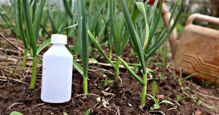 Аміак для часнику та цибулі: як захистити рослини та збільшити врожайність