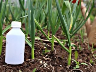 Аміак для часнику та цибулі: як захистити рослини та збільшити врожайність