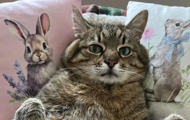 Кіт Степан повернувся в Instagram після тривалої паузи: власниця показала нове фото пухнастика