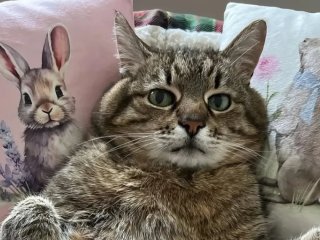 Кіт Степан повернувся в Instagram після тривалої паузи: власниця показала нове фото пухнастика