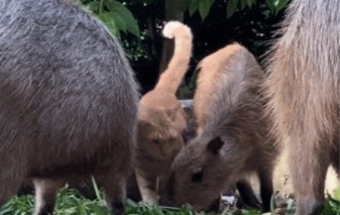 Капибары приютили бездомного кота
