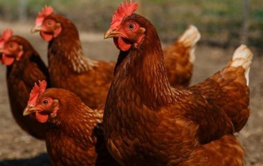 ЦІкаві факти про курей, які вас здивують