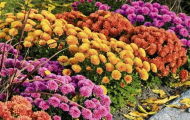 Як підготувати хризантеми до зими: чи потрібно обрізати квіти восени