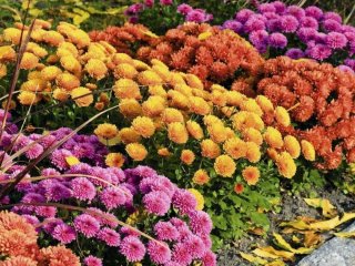 Як підготувати хризантеми до зими: чи потрібно обрізати квіти восени