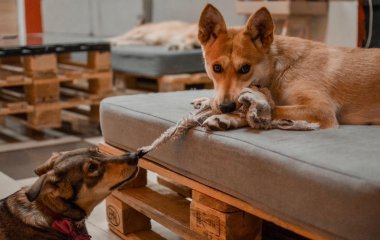 Пес, принявший яйцо за мячик, разбил новую «игрушку» (ВИДЕО)