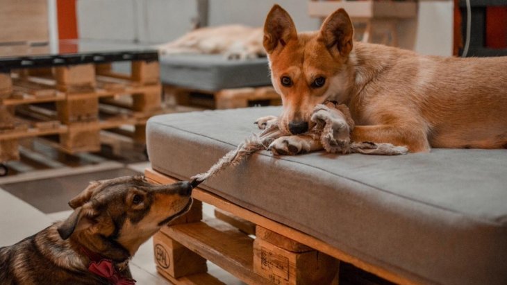 Пес, принявший яйцо за мячик, разбил новую «игрушку» (ВИДЕО)