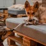 Пес, принявший яйцо за мячик, разбил новую «игрушку» (ВИДЕО)