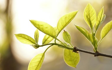 Народні прикмети сьогодні, 6 квітня: що заборонено і дозволено робити