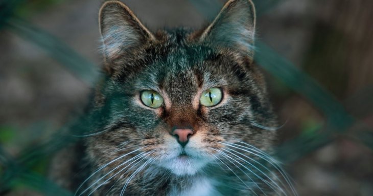 Не просто муркотіння: учені виявили дивний зв'язок між котами та їхніми господарями