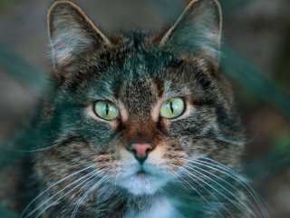 Не просто муркотіння: учені виявили дивний зв'язок між котами та їхніми господарями