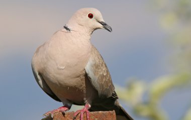 Розкрито таємницю: чому на вулиці ніколи не видно пташенят голубів — де вони ховаються