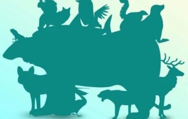 Скільки тварин на зображенні - перевірте свою уважність за допомогою цікавої візуальної головоломки