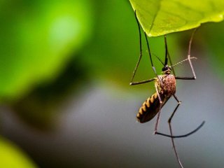 Чому одних людей комарі кусають, а інших ні: науковці назвали неочікувану причину