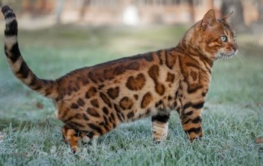 5 популярних порід котів, яких би не завів ветеринар: у чому причина
