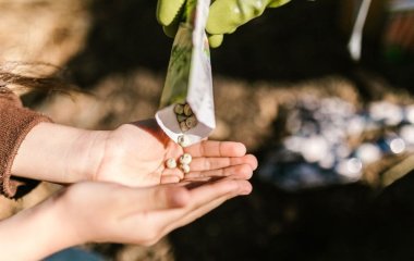 Що сіяти в червні, щоб зібрати врожай уже влітку: найкращі городні культури