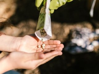 Що сіяти в червні, щоб зібрати врожай уже влітку: найкращі городні культури