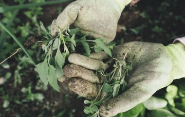 Як боротися з бур'янами в саду і на городі: вісім перевірених способів
