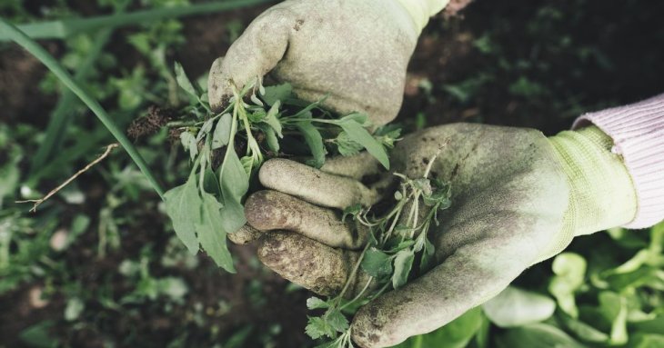 Як боротися з бур'янами в саду і на городі: вісім перевірених способів