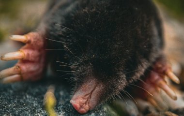 Які найефективніші способи позбутися крота на ділянці, не вбиваючи його: тварини більше не полізуть в ваш сад