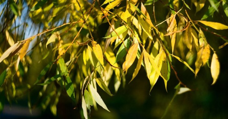 Чому не можна садити вербу на своєму подвір’ї: народні прикмети, які не варто ігнорувати