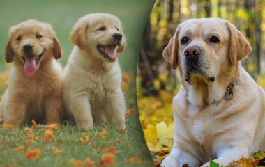 Собака с необычной внешностью стала новой звездой Сети (ФОТО)