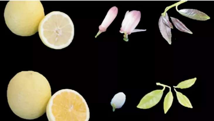 Генетики выяснили, как лимоны становятся кислыми