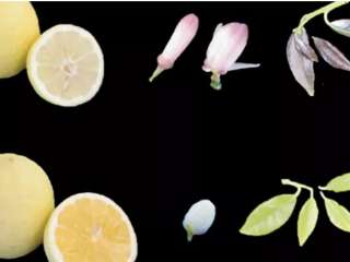 Генетики выяснили, как лимоны становятся кислыми
