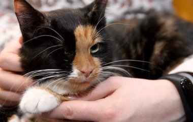Психолог вказала на користь погладжування кішок для гіпертоніків