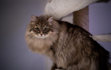 Кошка-интроверт стала новой звездой Сети (ФОТО)