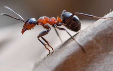 Муравей ограбил итальянский ювелирный салон на огромную сумму