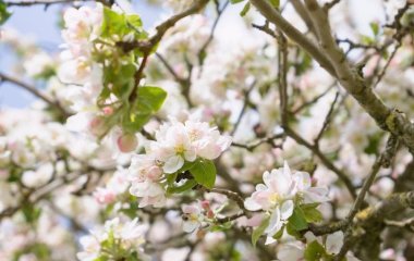 День ангела 16 квітня: кого та як вітати з іменинами