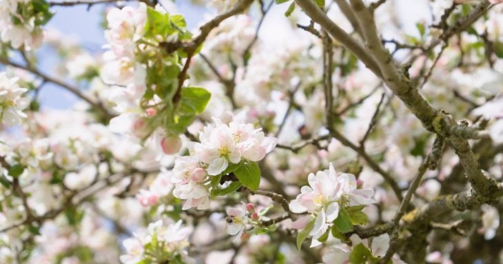 День ангела 16 квітня: кого та як вітати з іменинами