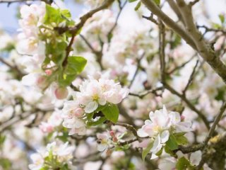 День ангела 16 квітня: кого та як вітати з іменинами